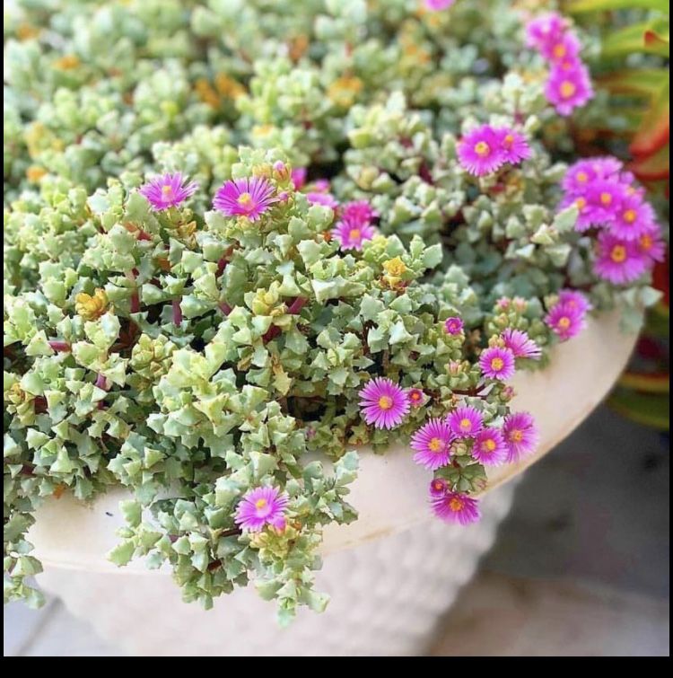 Pink Ice Succulent Cutting