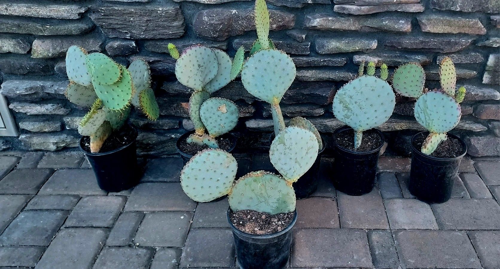 Santa Rita Cactus