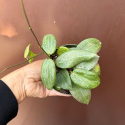4” hoya fitchii 