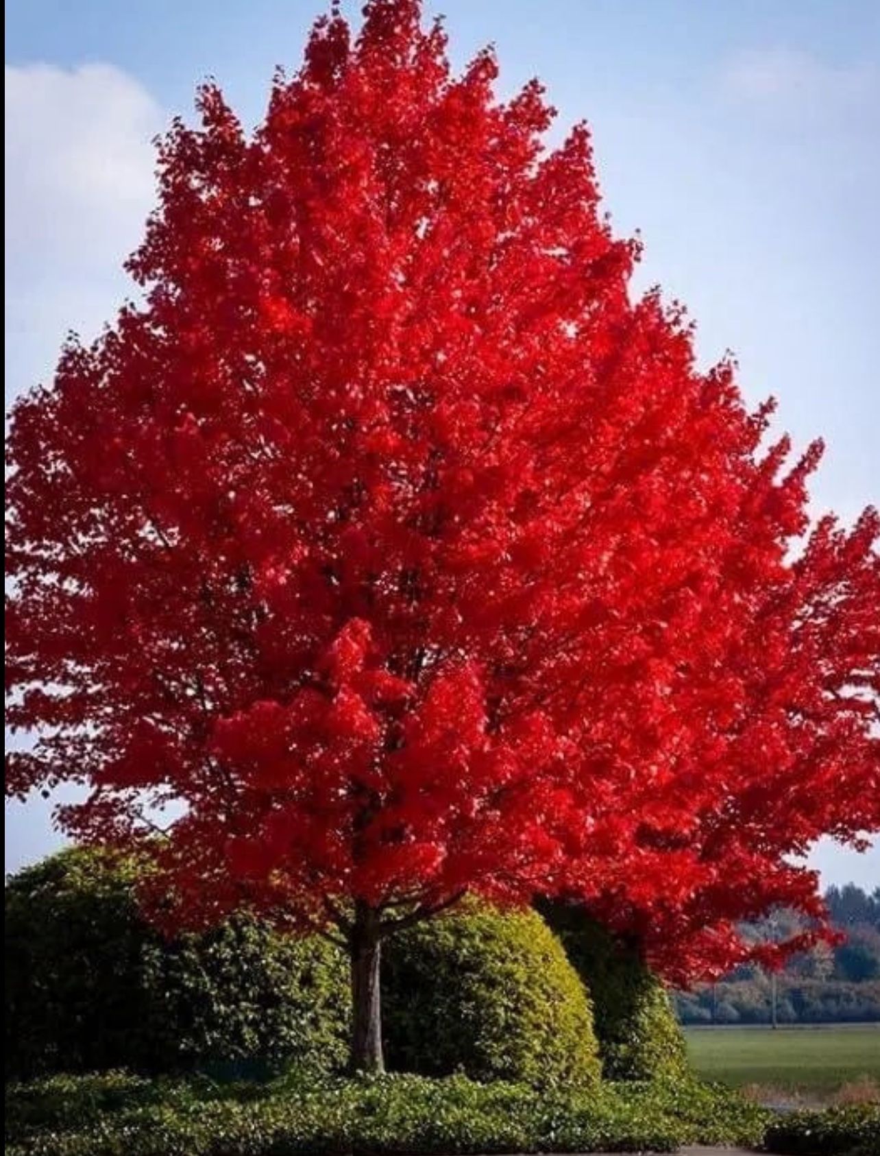 100 Red Maple Tree Seeds | American Maple, Red Leaf Japanese Maple, Red Sugar