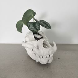 Skull Pot with Plant