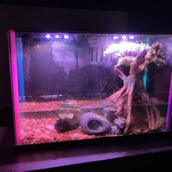 Fish Thank 6x13 Inch 