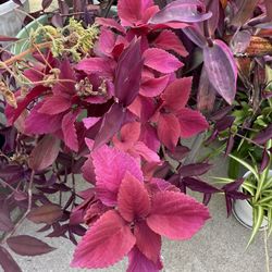 Coleus 