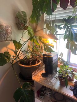 Plants