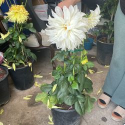 Dhailla Blanca