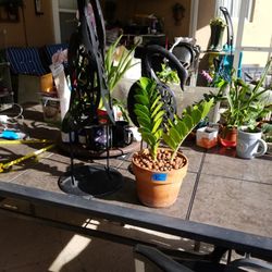 ZZ plant in terracotta pot $10.00 