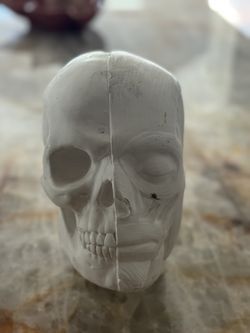 Human Anatomy Live Size Scull