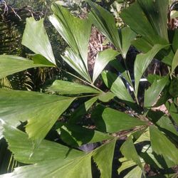 Fishtail Palm Tree 17 Foot 