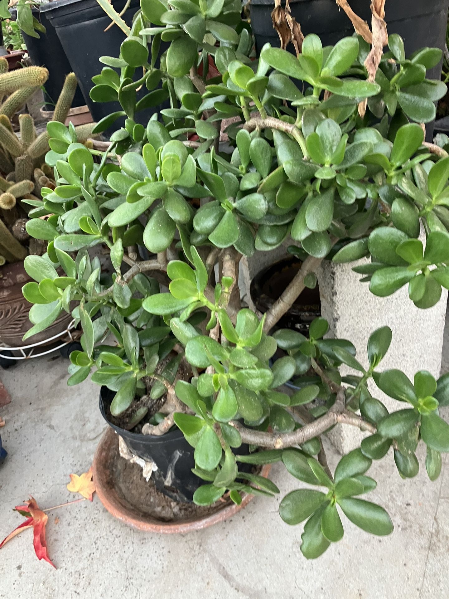 Plant Jade In Large Pot