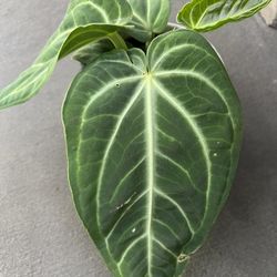 Rare Plant 