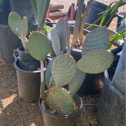 Prickly Pear Purple Cactus 