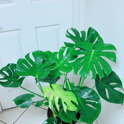 Monstera Natural Splitting Leaf Cheese Plants - 2.5 gallon nursery container - Indoor Plant - Ceramic Pot Not Including 