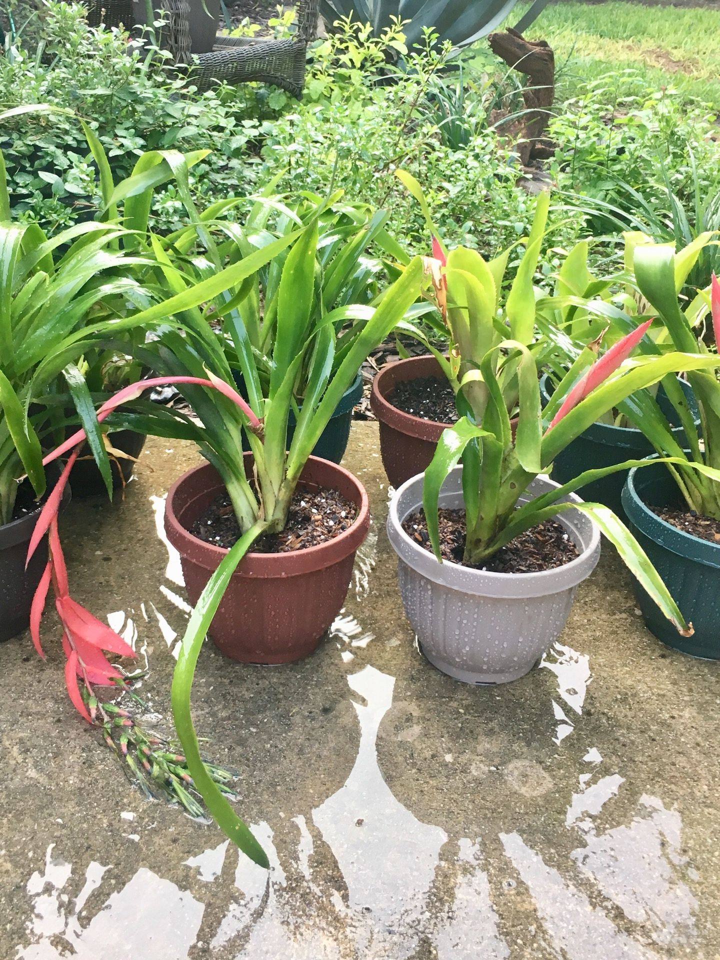 Plant pot Queens Tears Bromeliad ( Friendship Plant) garden patio flower tropical beach pool