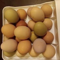 Organic Eggs