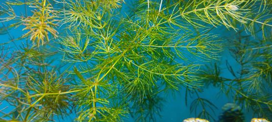 Live Aquarium Hornwort Stem Plant