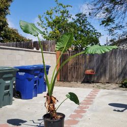 well taken care off alocasia 