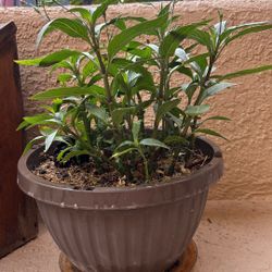 Short To Medium Mexican petunia, Santa Teresa
