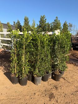 Indian laurel ficus 5 gal 4 feet tall when plamted