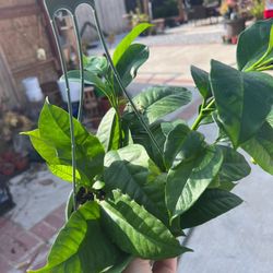 Hoya Multiflora Plants