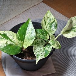Snow Queen pothos plant