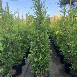 Privacy Hedges Available