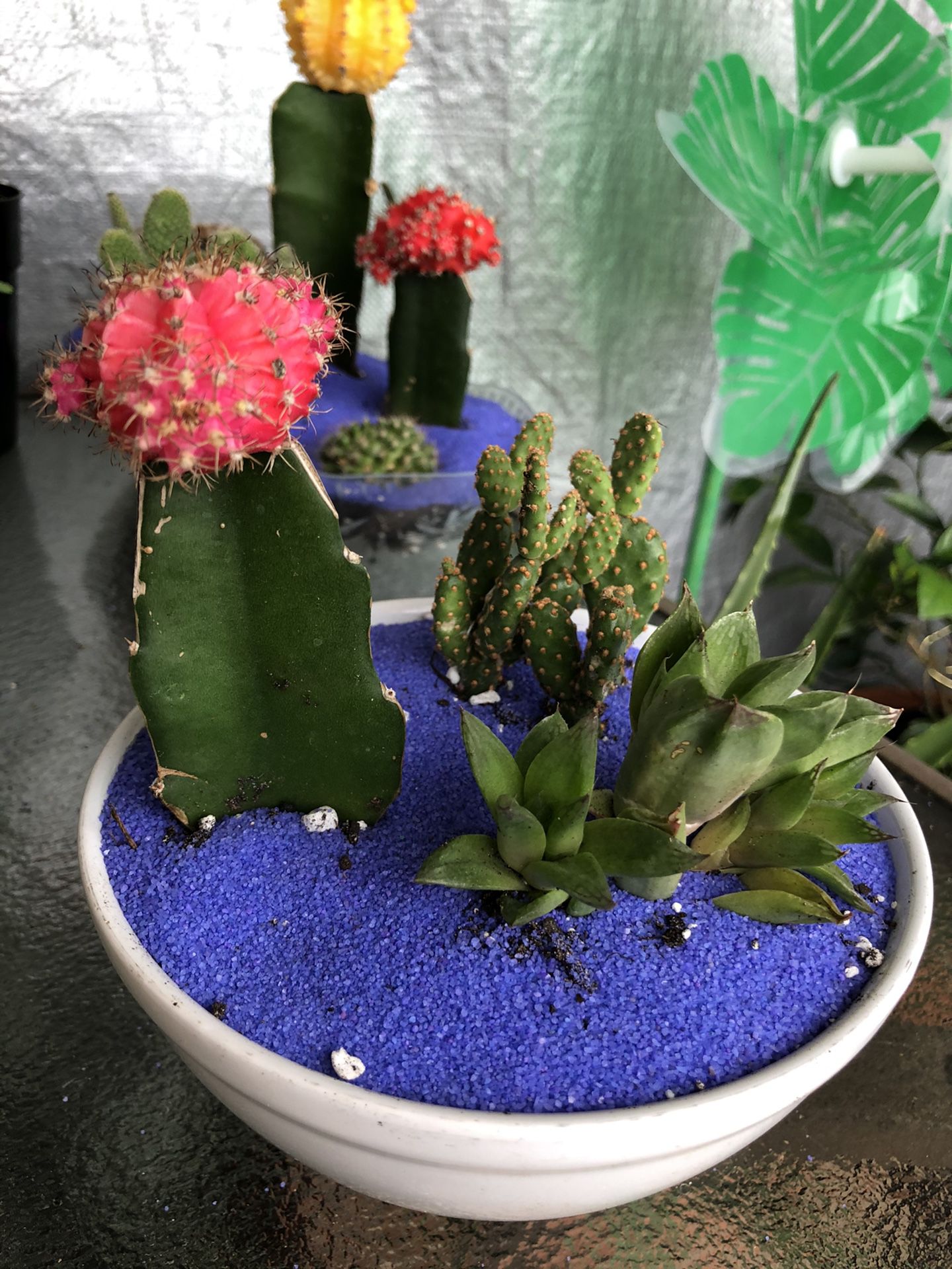 Exotic cactus succulent arrangements 🌵