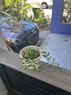 Plant