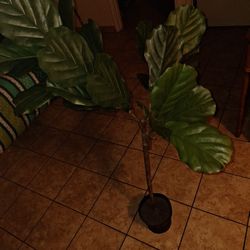 NEW PLASTIC PLANT FROM IKEA 52 inches High  And 24 Inches W.  $35. FIRM PRICE 