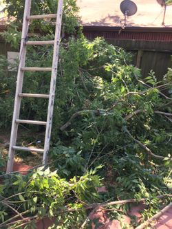 Cortamos árboles le interesa able {contact info removed}