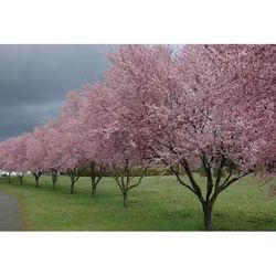 Thundercloud Flowering Plum Trees —