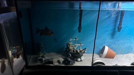 fish tank pacu