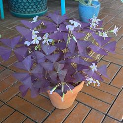 Purple Shamrock Plant Oxalis Triangularis 4”