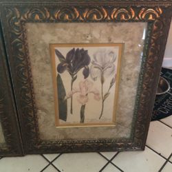 Framed Iris Prints 