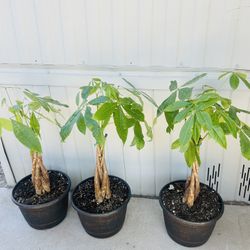 Money Tree 25 Each 