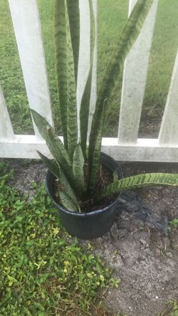 Snake plant