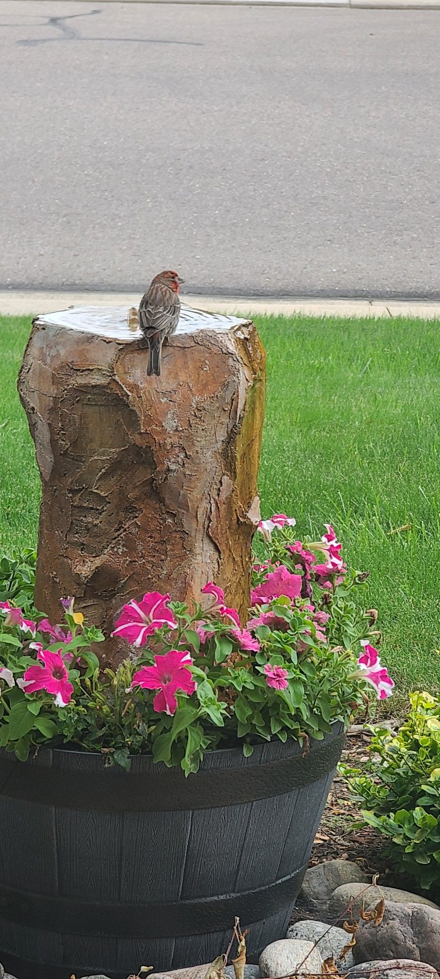 Water fountain bird bath