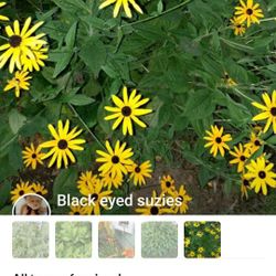 black eyed susies and other 