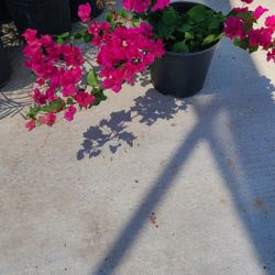 Bougainvillea Plants Pink 3gallon Bushes 