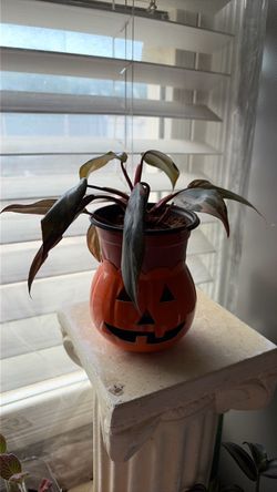 Pink princess Philondendron