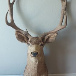 Six Point Shoulder Mount Deer Head Ready For Your Wall Make An Offer No More Space
