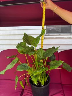 Plant