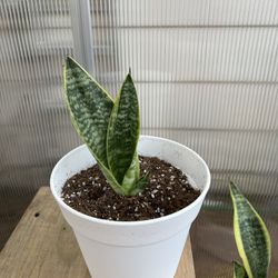 Snake Plant In 6 inch pot