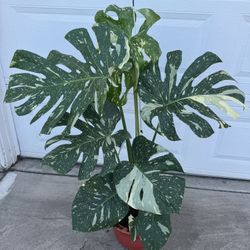 Big Monstera Thai Cons