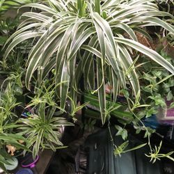 Spider Plant 🪴 Large w/ Lots Of Baby Streamers 
