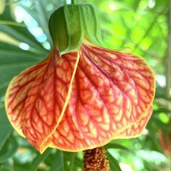 Chinese Lanter In 7gal Standard Trees 