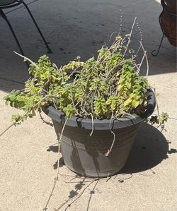 Large Geranium in Plastic Pot