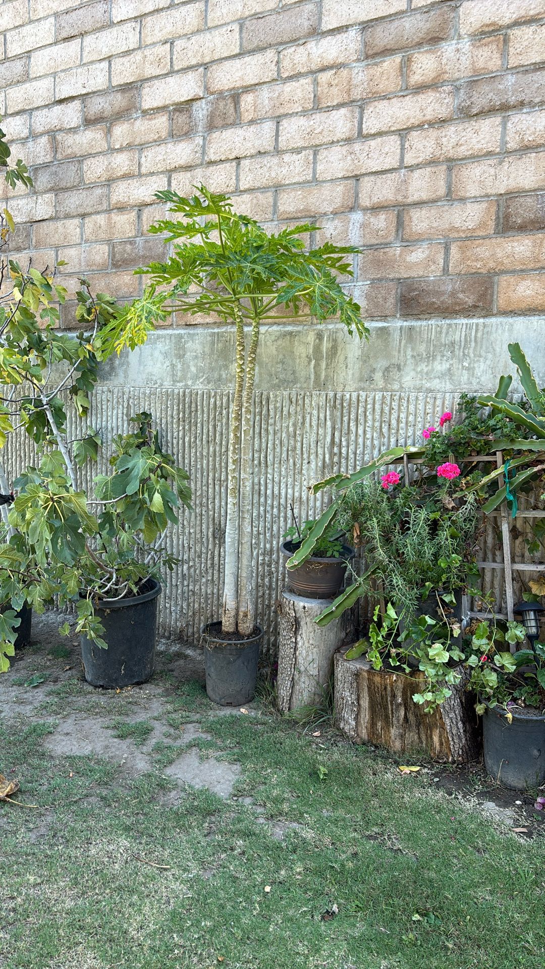 Mata de Papaya