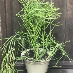 $10 Fire stick plant