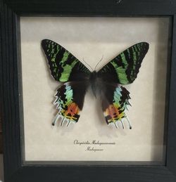 Madagascan Sunset Moth Framed Display