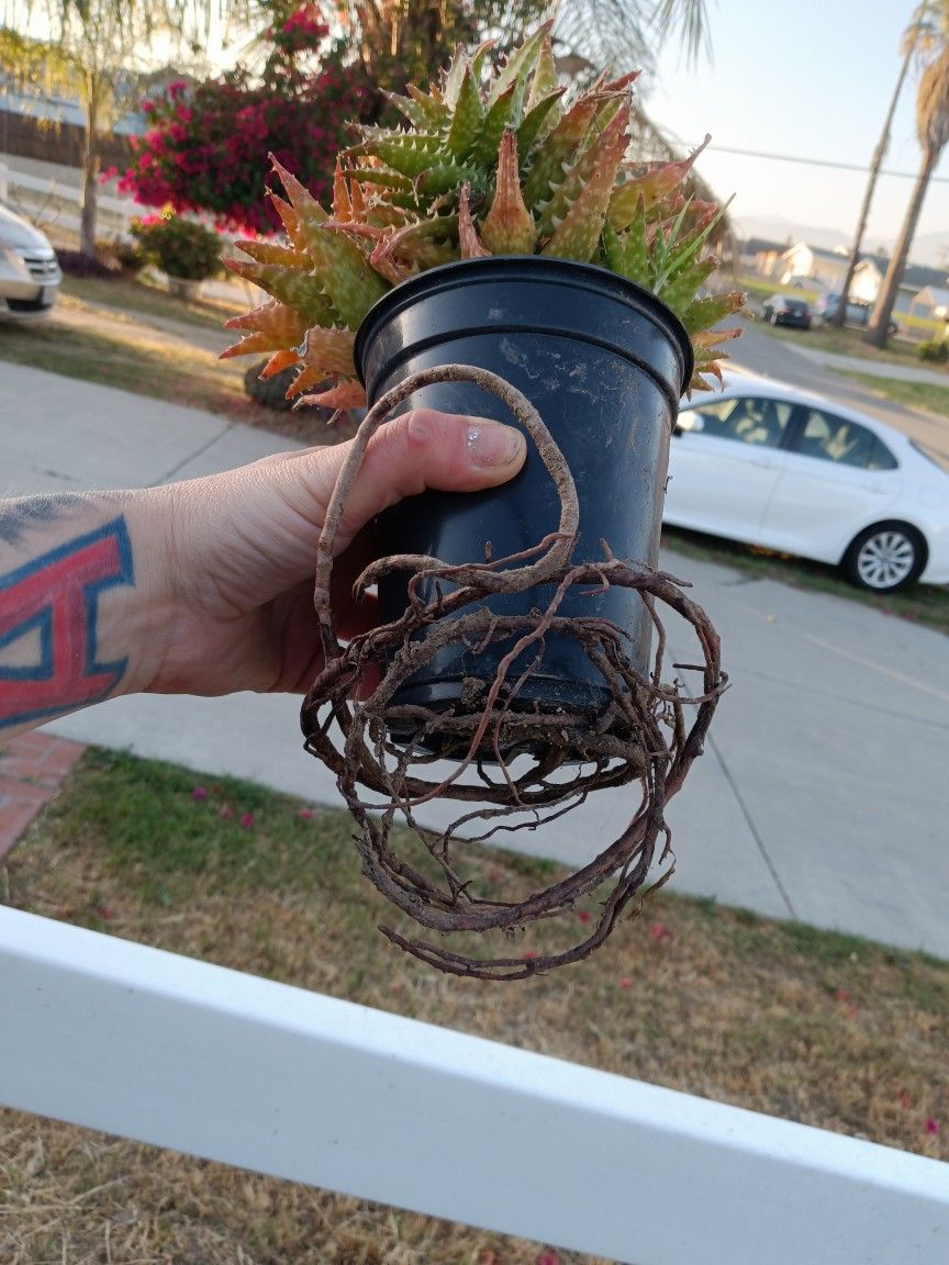 Plants For Adoption 